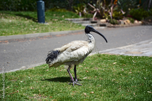 White ibis - australian native bird photo