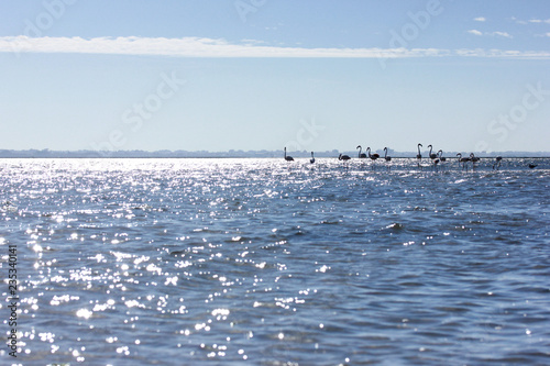 Graceful flamingoes in the Aveiro Lagoon, Portugal