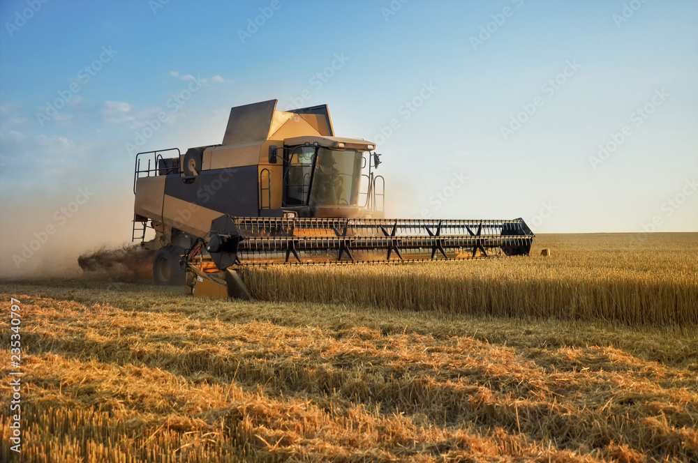 Obraz premium Combine harvester in action on wheat field.