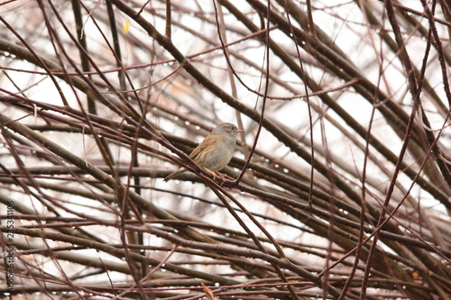 Dunnock Between males and females of the species there are no particular chromatic differences.