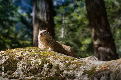 squirrel on a rock