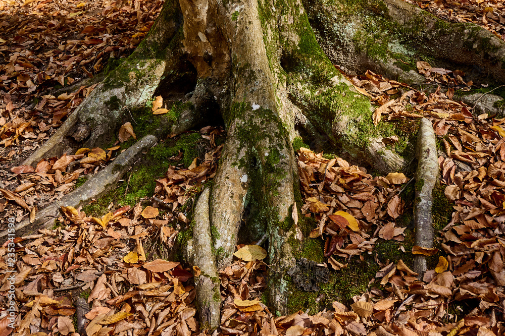 The roots of old trees, covered with moss and autumn leaves, creep on the earth in different directions and create a fabulous landscape in a magical forest. Nature concept for design The roots of old trees, covered with moss and autumn leaves, creep on the earth in different directions and create a fabulous landscape in a magical forest. Nature concept for design
