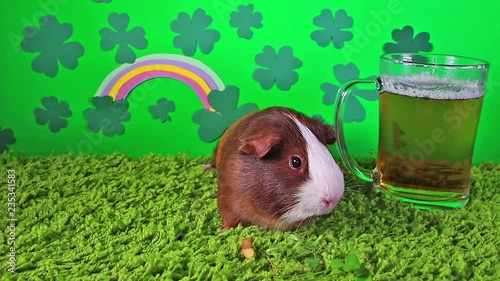 St patricks day Saint Patrick s cute pet animal concept with green beer rainbow and clover photo