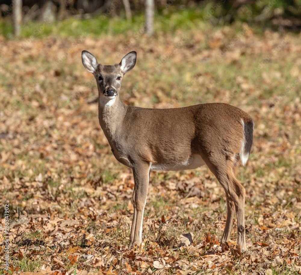 An attentive White-tailed Deer An attentive White-tailed Deer