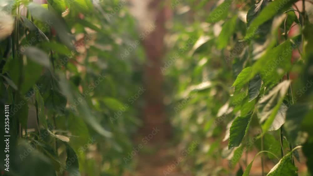 green peppers growing in garden centre. shallow depth of field
