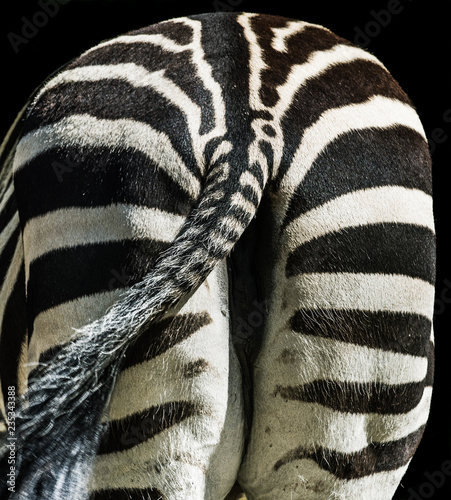 Zebra waving tail. Back view. Fragment. Natural texture of the zebra skin. Selective focus. photo