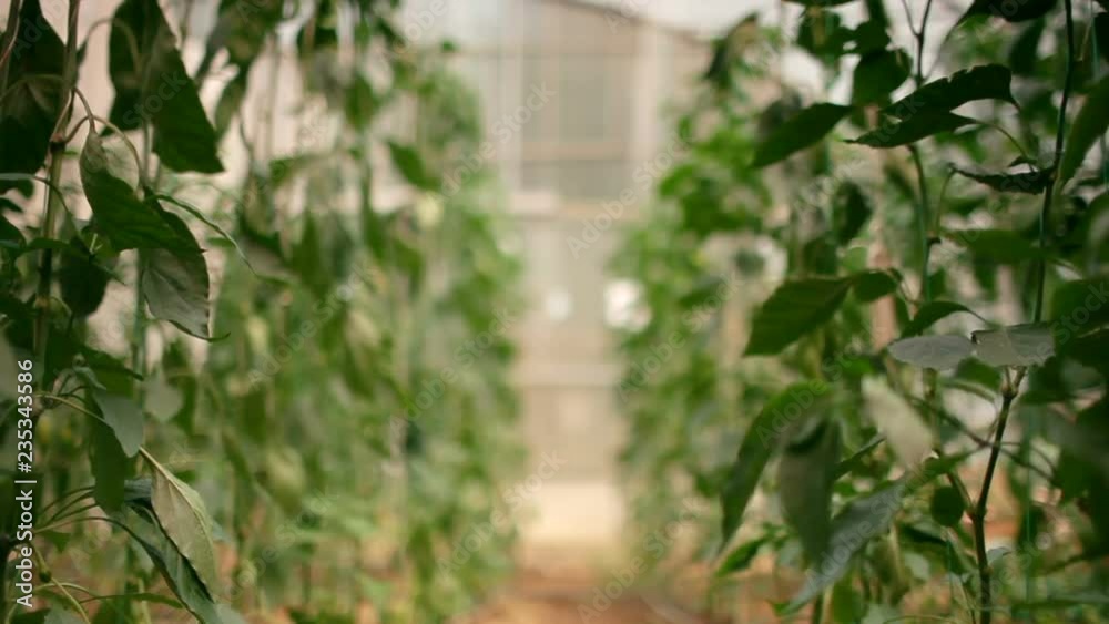 green peppers growing in garden centre. slider shot green peppers growing in garden centre. slider shot