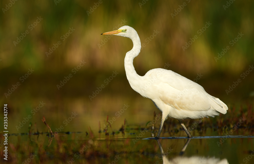 Great white egret (Egretta alba) Great white egret (Egretta alba)