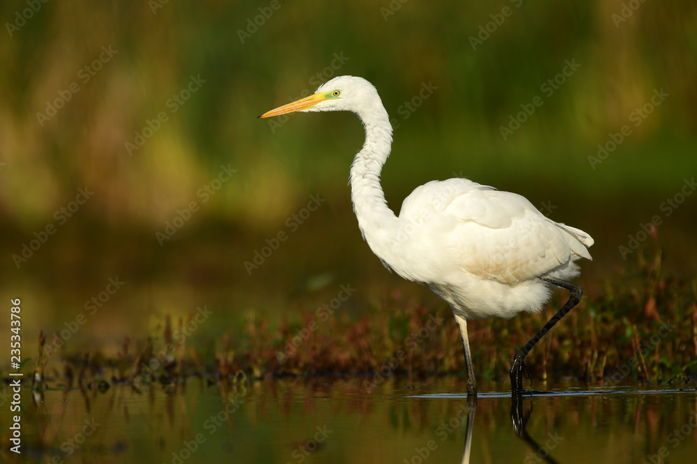 Naklejka premium Great white egret (Egretta alba)