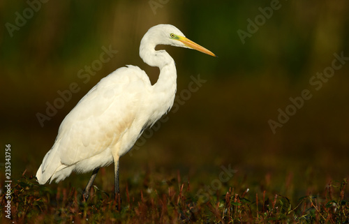 Great white egret (Egretta alba)