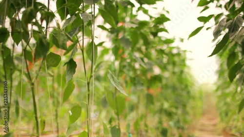 green peppers growing in garden centre. slider shot photo