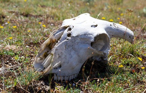goat skull on green grass