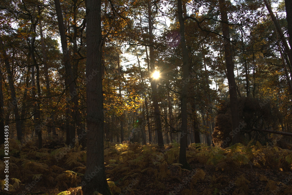Goldener Herbstwald mit Farnen in der Abendsonne