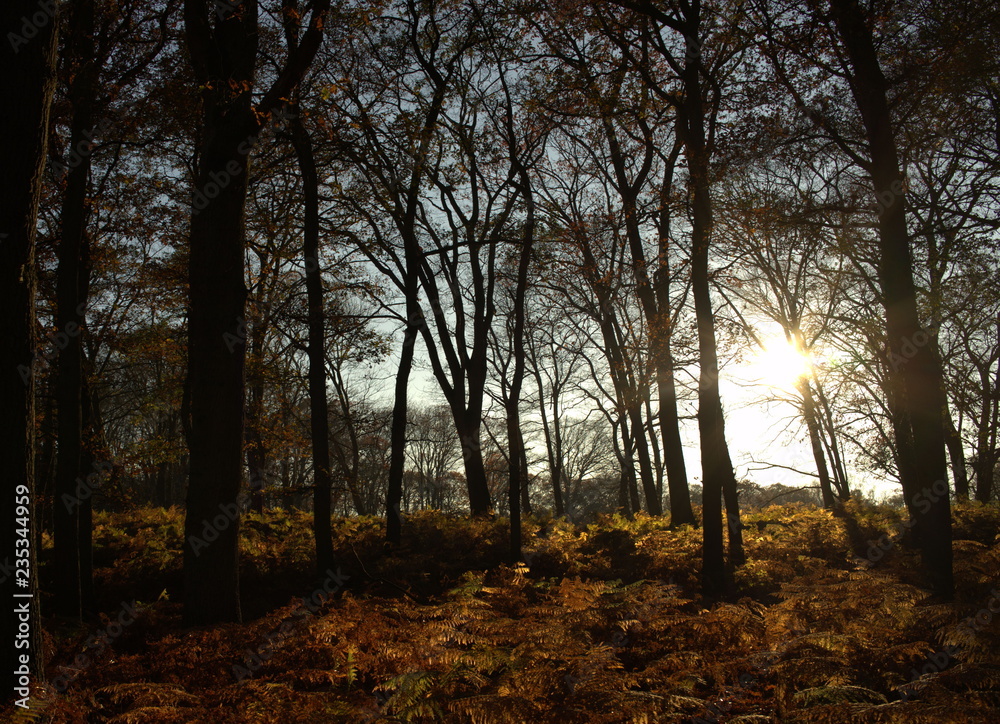 Goldener Herbstwald mit Farnen in der Abendsonne Goldener Herbstwald mit Farnen in der Abendsonne