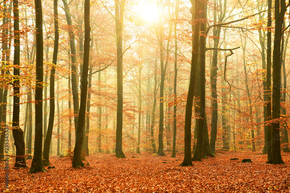 Fototapeta premium Autumn morning in the forest