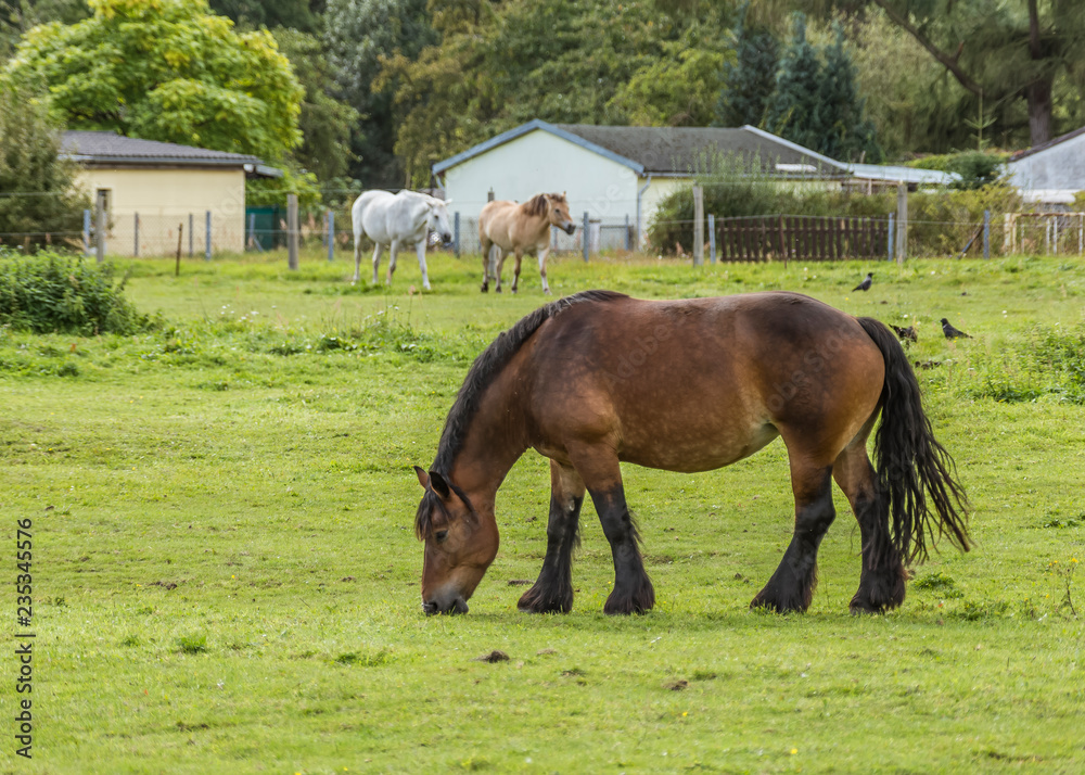 Obraz premium horse in the pasture
