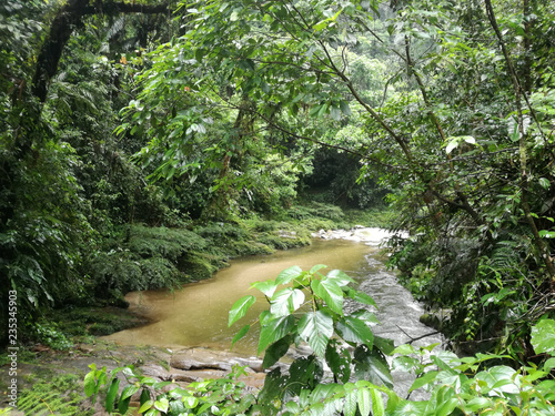 tipico paesaggio dell'Amazzonia nel parco nazionale di Yasuni in Ecuador photo