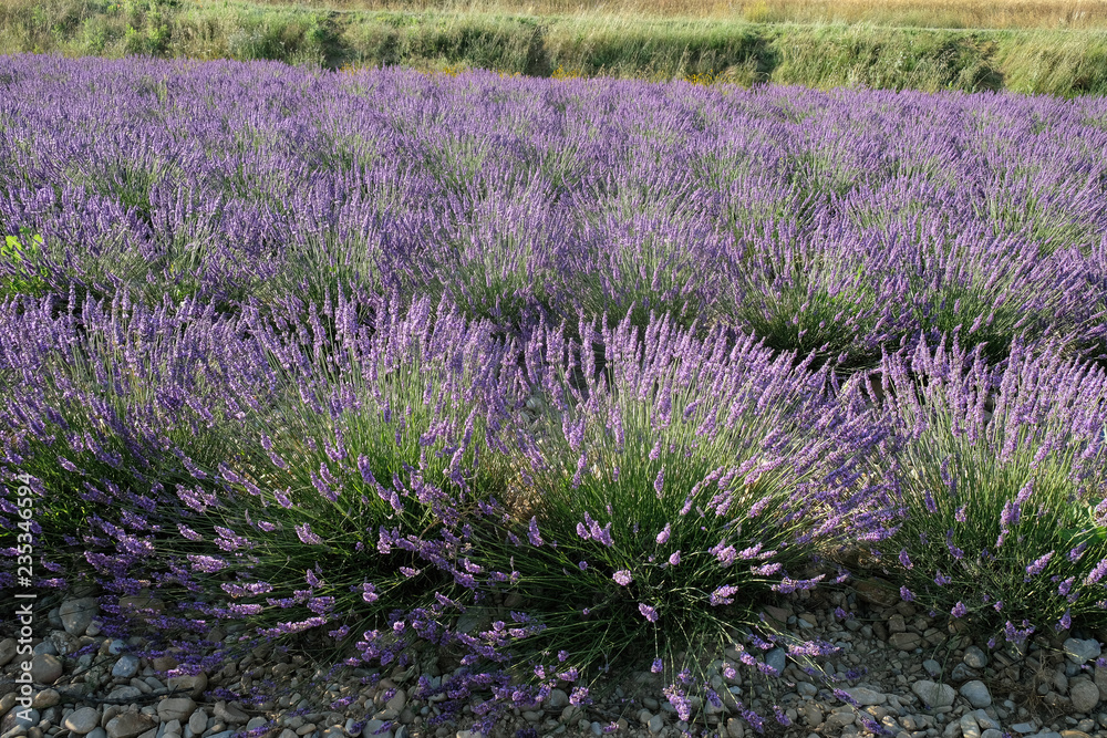 Magnificent lavender bushes on the stone grounds. Lavender fields of Provence.