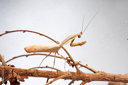 Totes Blatt / Männchen (Deroplatys trigonodera) - dead leaf mantis