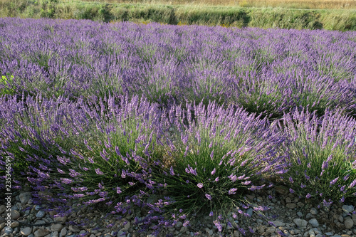 Magnificent lavender bushes on the stone grounds. Lavender fields of Provence.