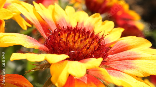 Fototapeta Naklejka Na Ścianę i Meble -  closeup of orange flower