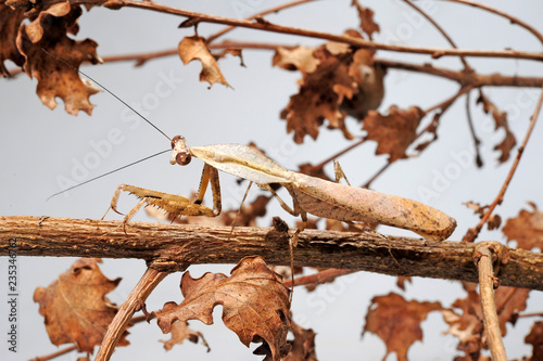 Totes Blatt / Männchen (Deroplatys trigonodera) - dead leaf mantis photo