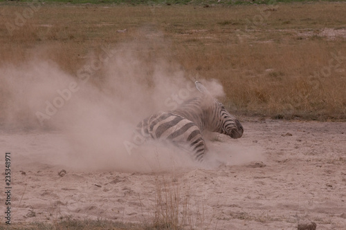 Zebra taking dust bath