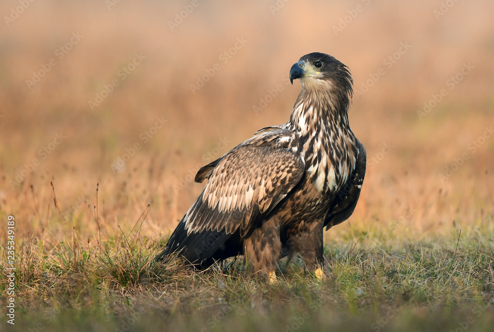 White tailed eagle (Haliaeetus albicilla) White tailed eagle (Haliaeetus albicilla)