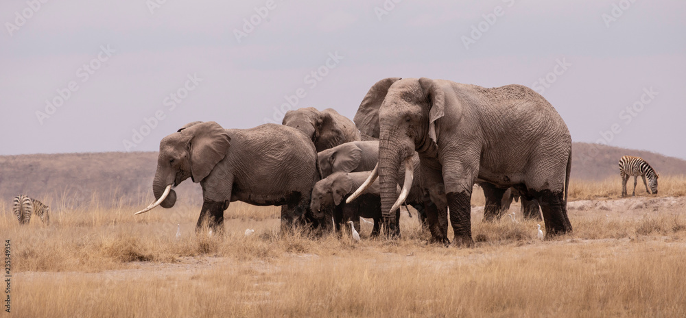 Obraz premium Elephant Herd