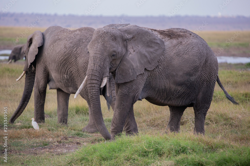 Fototapeta premium Amboseli National Park