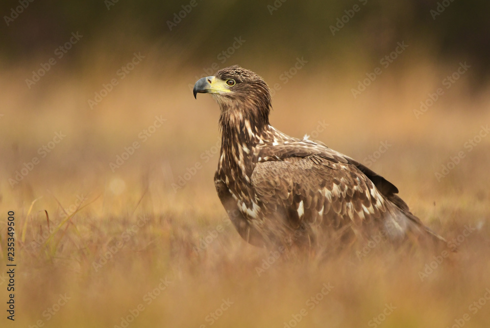 Obraz premium White tailed eagle (Haliaeetus albicilla)