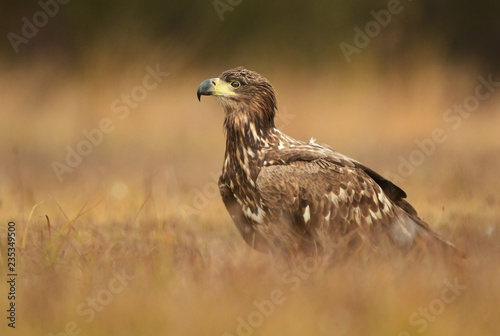 White tailed eagle (Haliaeetus albicilla)