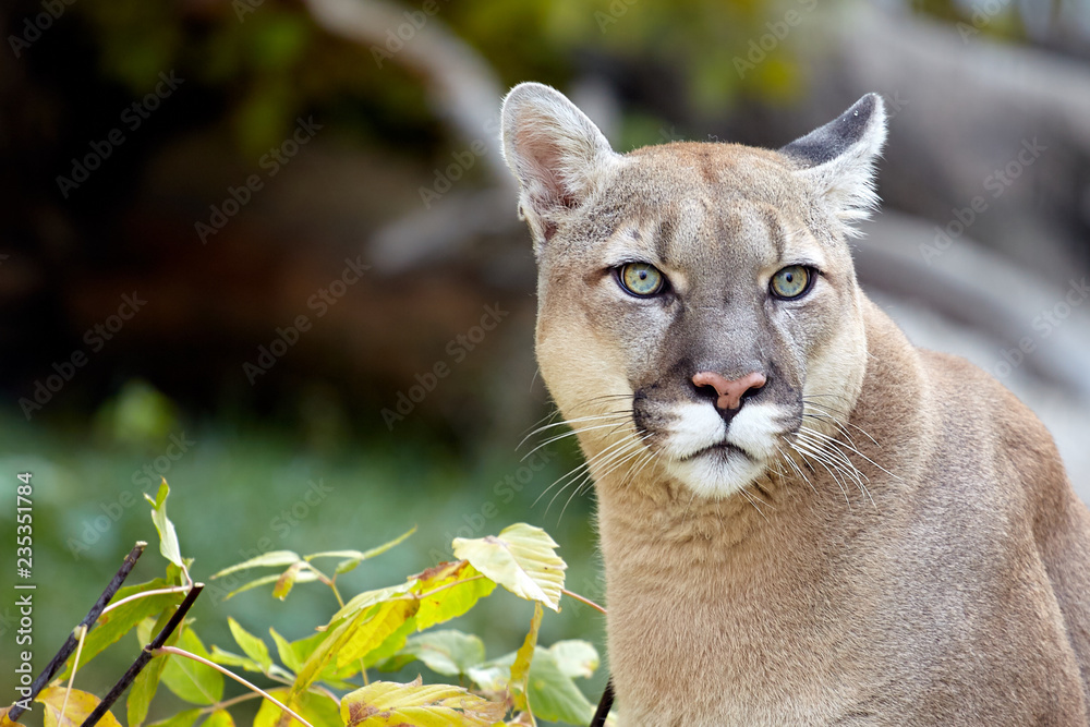Portrait of Beautiful Puma. Cougar, mountain lion, puma, panther, striking  pose, scene in the woods, wildlife America Stock Photo | Adobe Stock