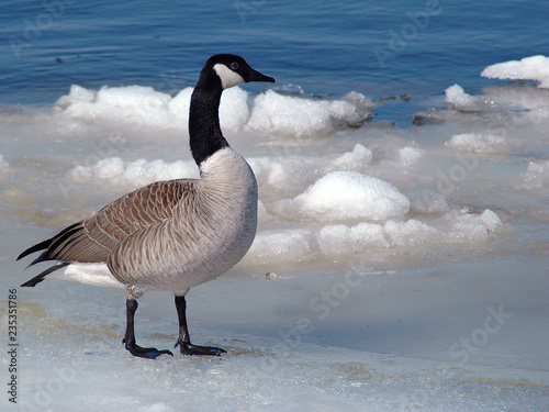 Canada goose in winter