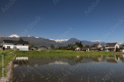 rice field of matsumoto