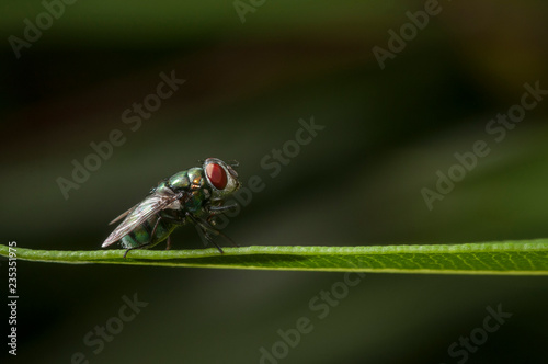 Closeup of a fly on a leaf