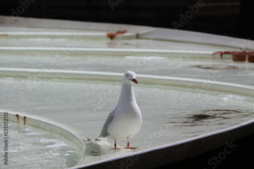 seagull in melbourne