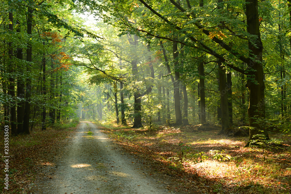 Fototapeta premium Morning in the forest