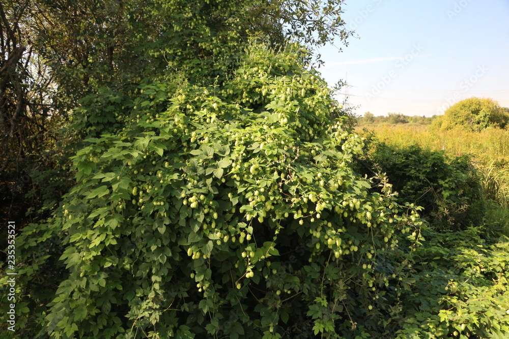 wild hop wild hop