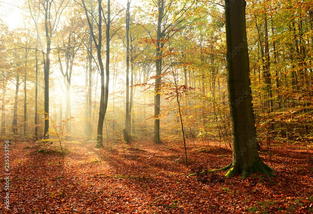 Obraz premium Morning in the autumn forest