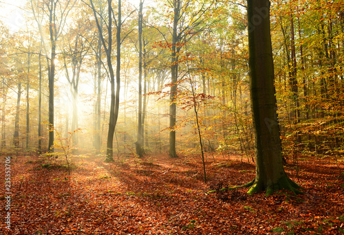 Morning in the autumn forest