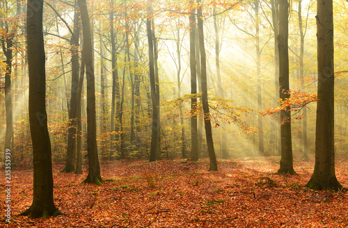 Fototapeta Naklejka Na Ścianę i Meble -  Morning in the autumn forest