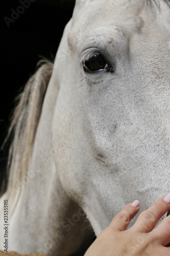 white horse head in the pen on the farm