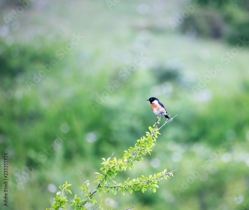 Image shows an African stonechat bird sitting on a branch.