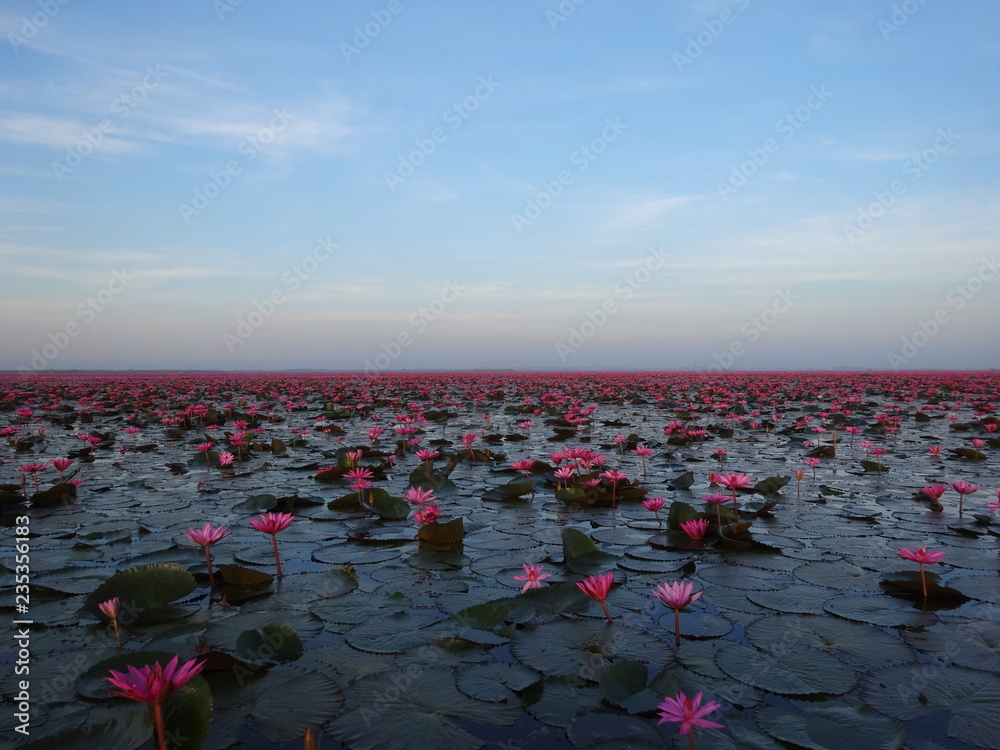 タレーブアデーン。タイ北部にある蓮の花でいちめんピンクの湖