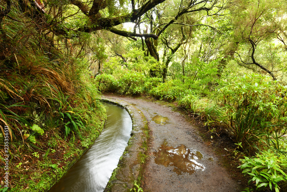 Obraz premium Landscape of madeira island - levada path