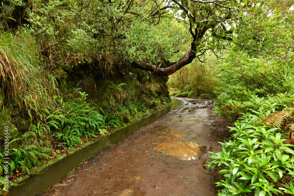 Landscape of madeira island - levada path Landscape of madeira island - levada path
