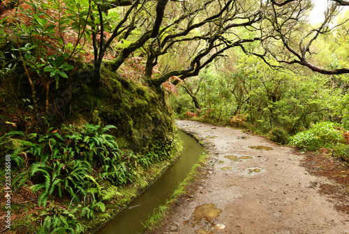 Landscape of madeira island - levada path photo