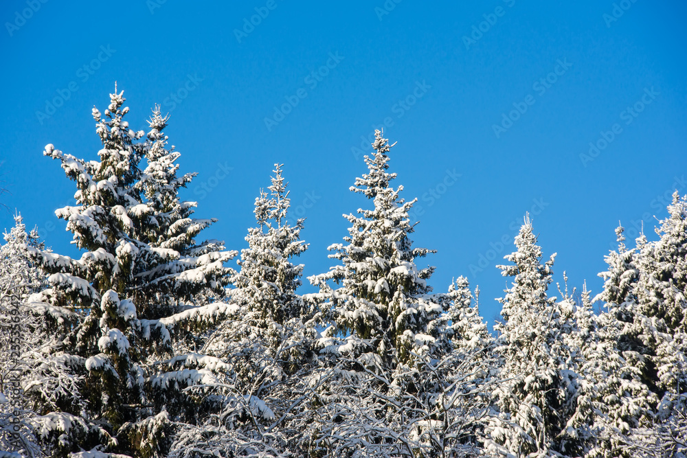 Winter forest on a sunny day. Landscape in the forest on a snowy morning. New Year winter forest. Winter forest on a sunny day. Landscape in the forest on a snowy morning. New Year winter forest.