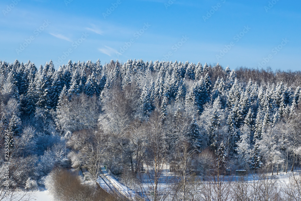 Fototapeta premium Winter forest on a sunny day. Landscape in the forest on a snowy morning. New Year winter forest.